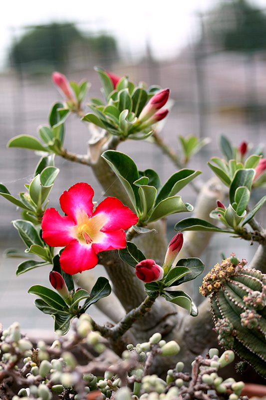 Adenium obesum 