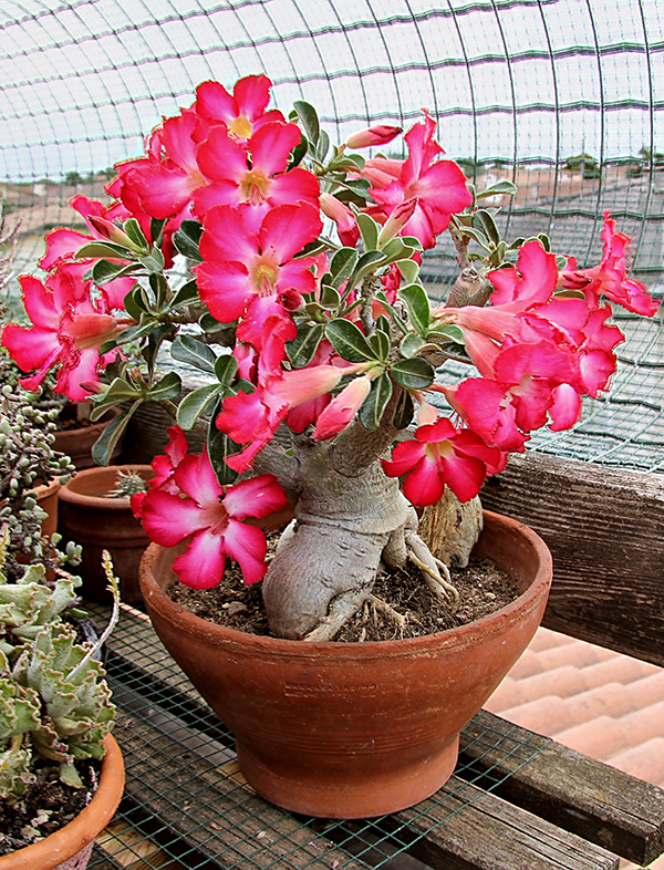 Adenium obesum 