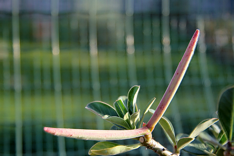 Adenium obesum 