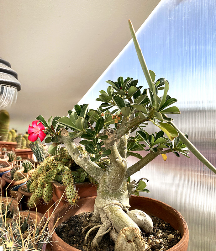 Adenium obesum 