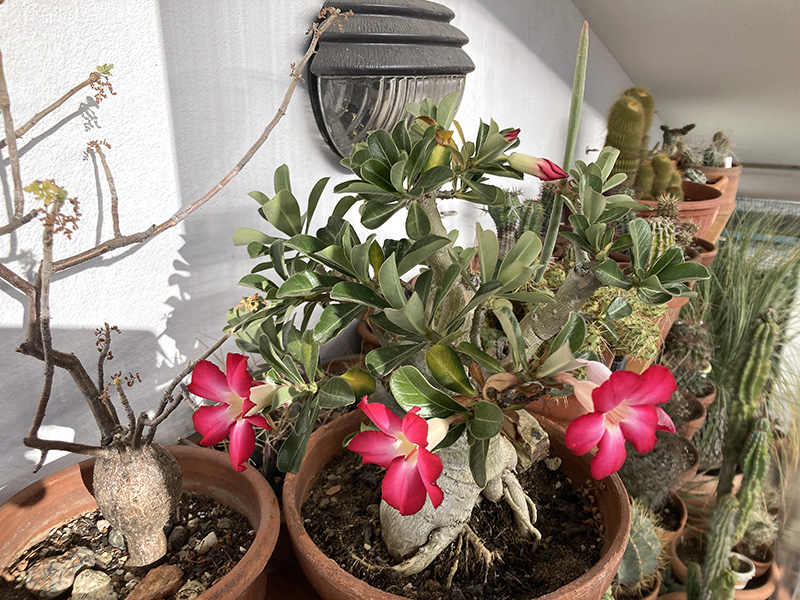 Adenium obesum 