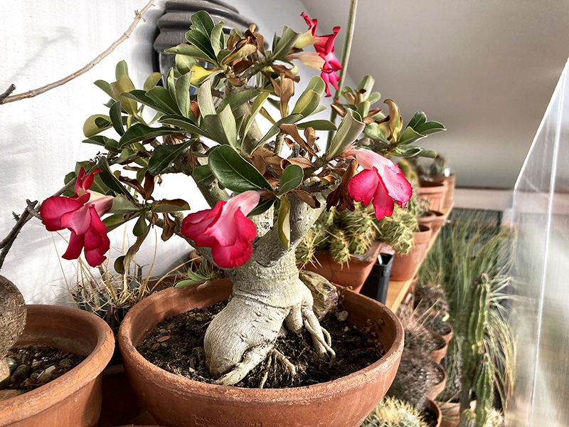 Adenium obesum 