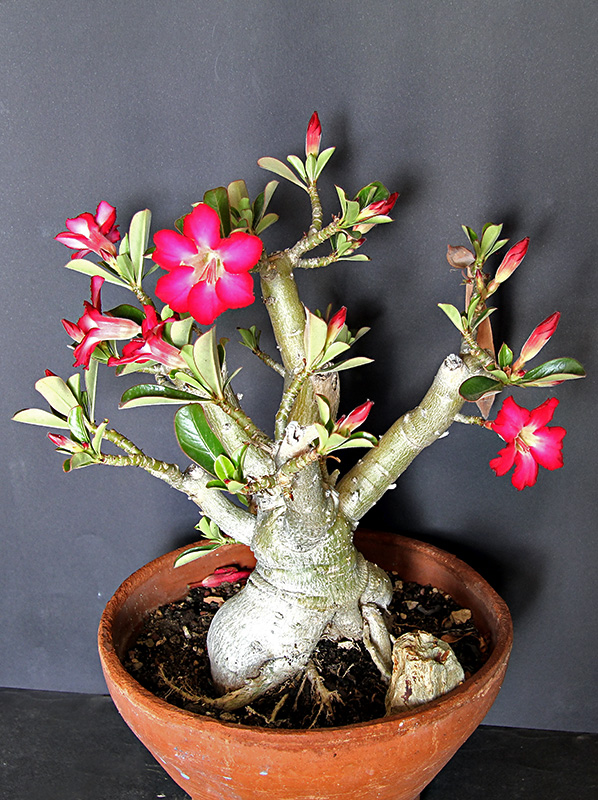 Adenium obesum 