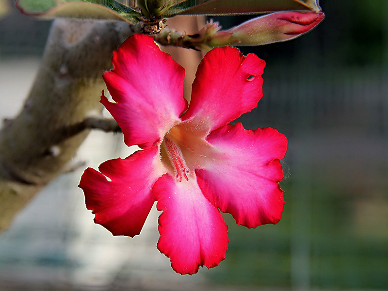 Adenium obesum 