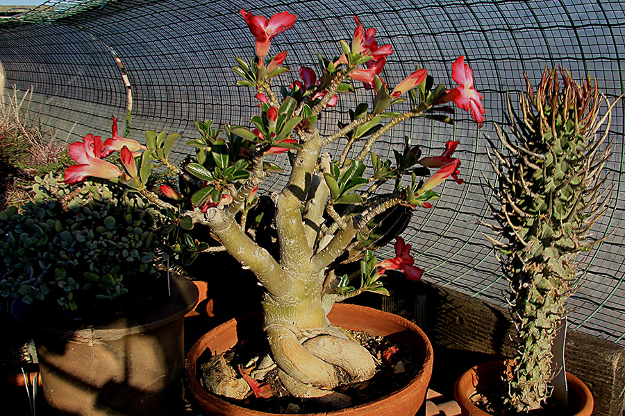 Adenium obesum 