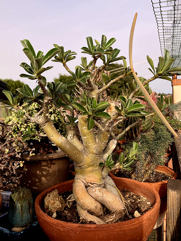 Adenium obesum 