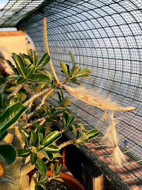 Adenium obesum 