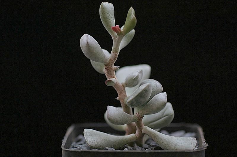 Adromischus cuneatus 