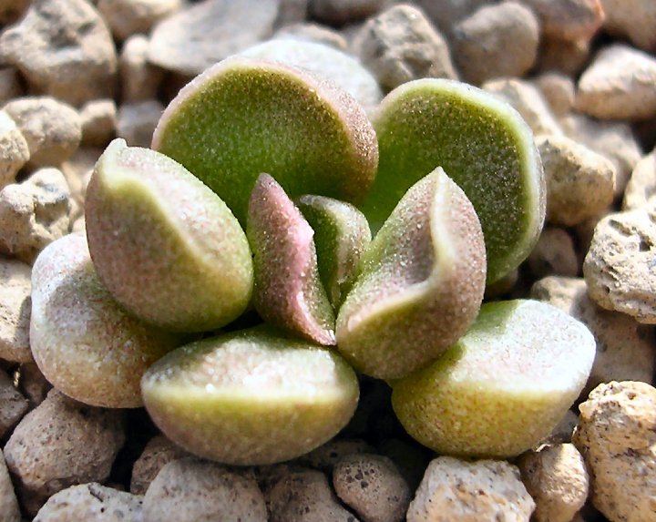 Adromischus marianae cv. little sphaeroid 