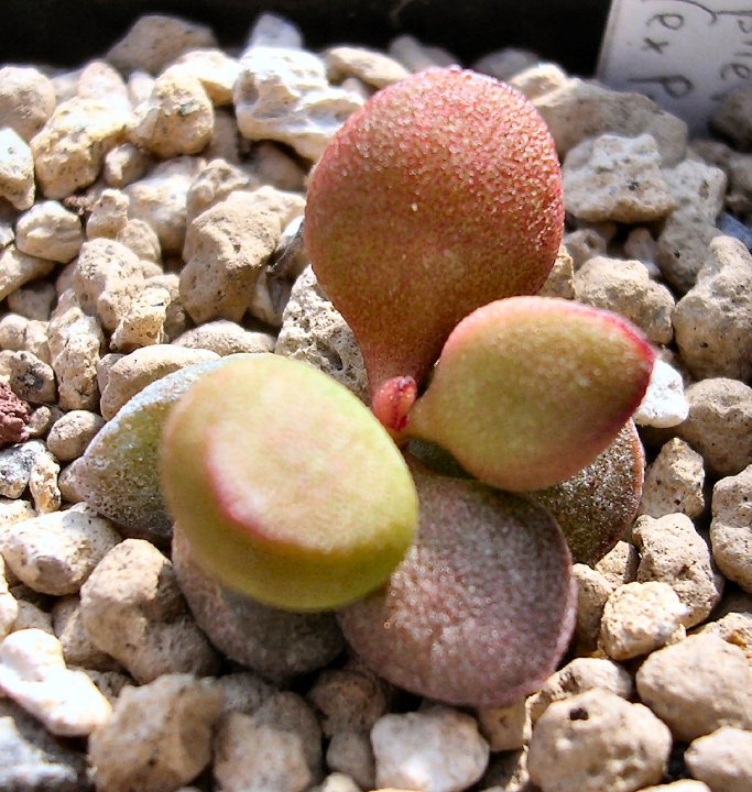 Adromischus marianae cv. little sphaeroid 