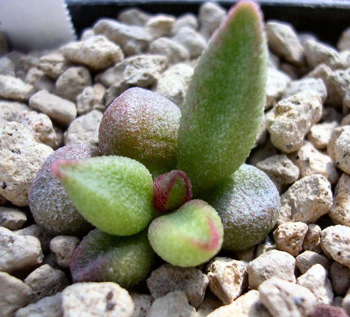 Adromischus marianae f. alveolatus AM 272