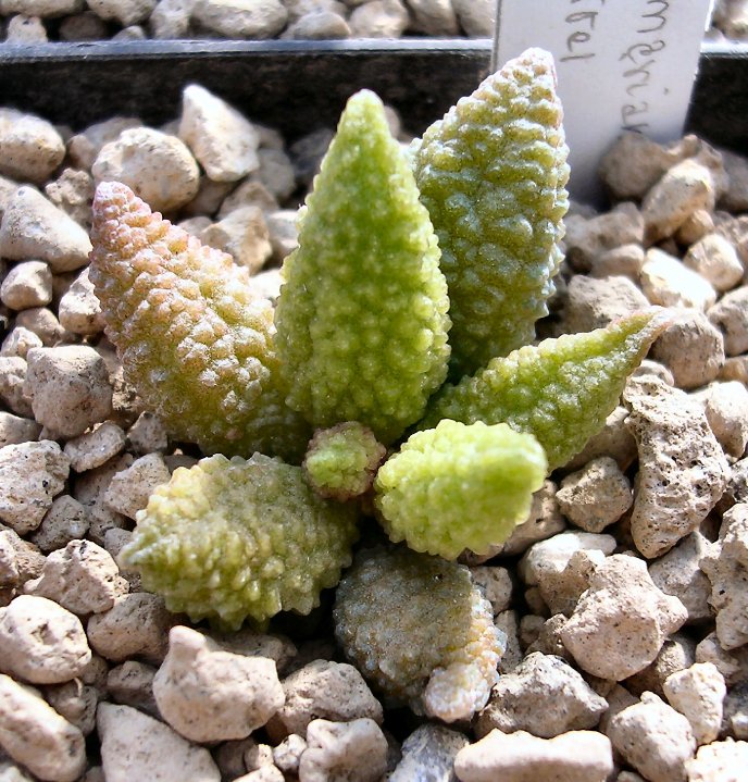 Adromischus marianae cv. herrei 