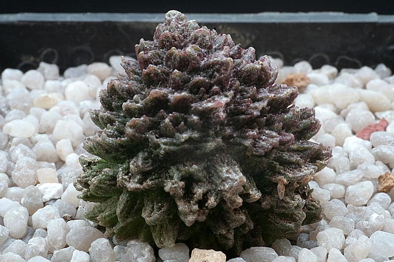 Adromischus marianae cv. herrei 