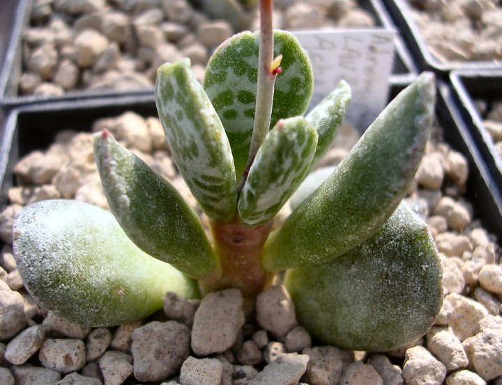 Adromischus sp. LAV27345