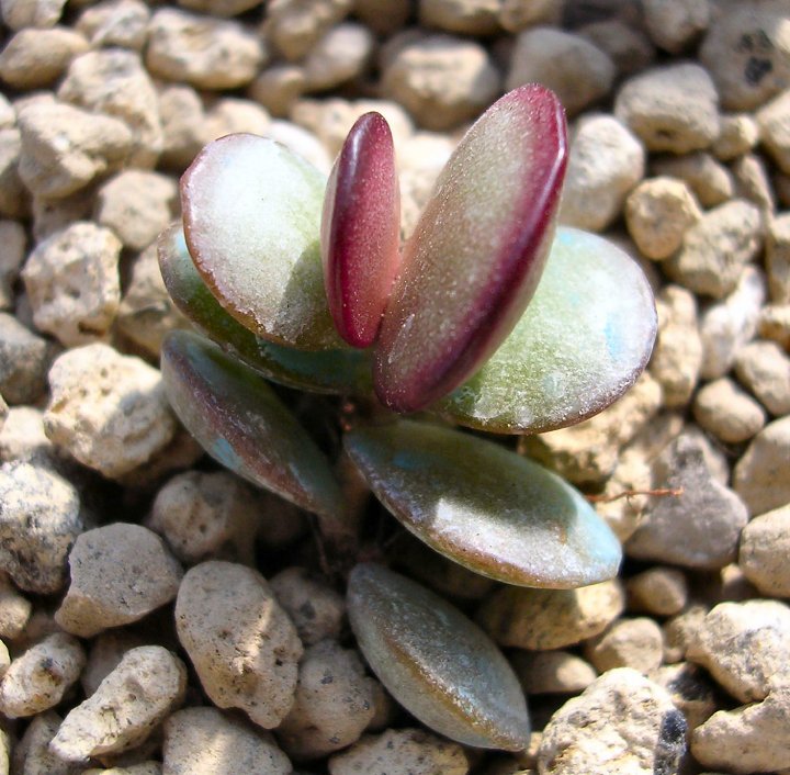 Adromischus subdistichus 