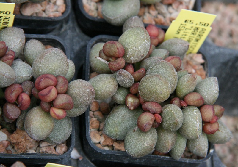 Adromischus marianae cv. little sphaeroid 