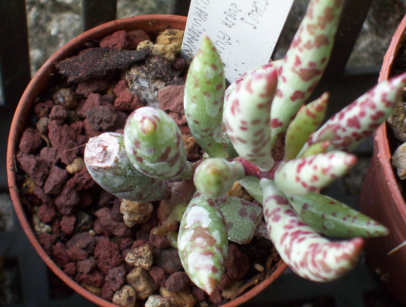 adromischus filicaulis