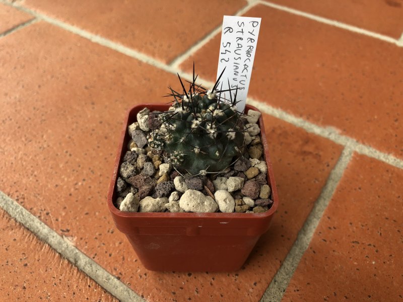 pyrrhocactus strausianus