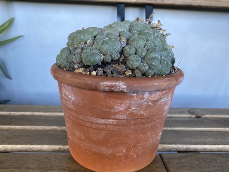 Lophophora williamsii 