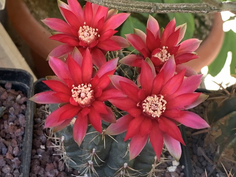 Gymnocalycium baldianum 