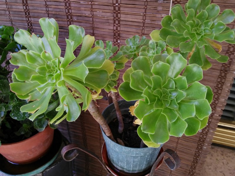 aeonium arboreum