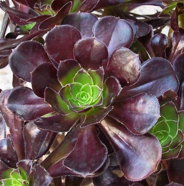 Aeonium arboreum  cv. Atropurpureum 