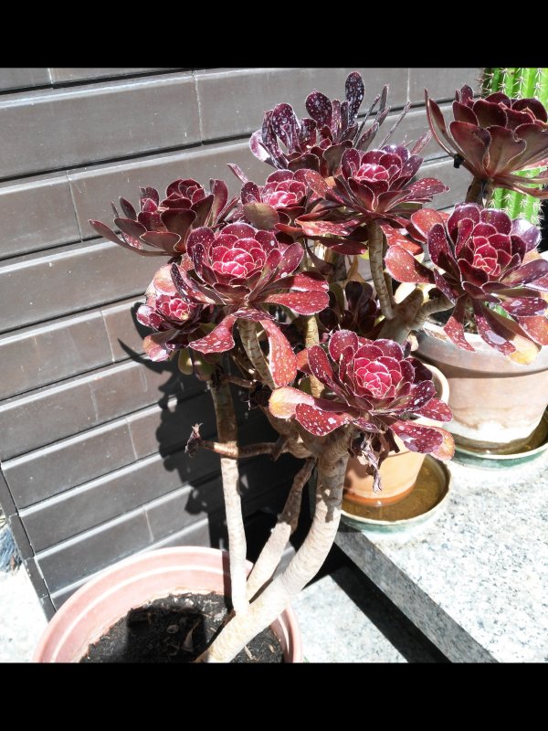 Aeonium arboreum 