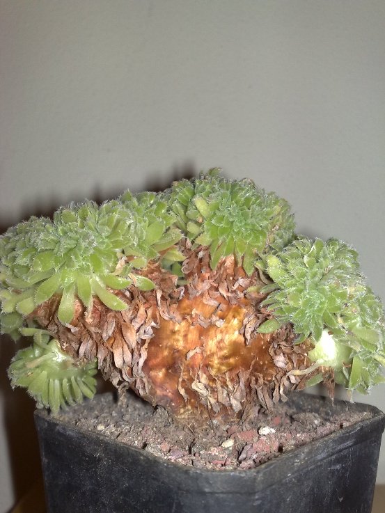 aeonium tabuliforme f. cristatum