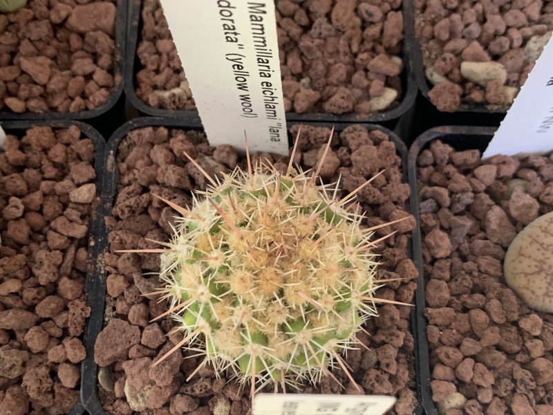 Mammillaria eichlamii cv. lana dorata 