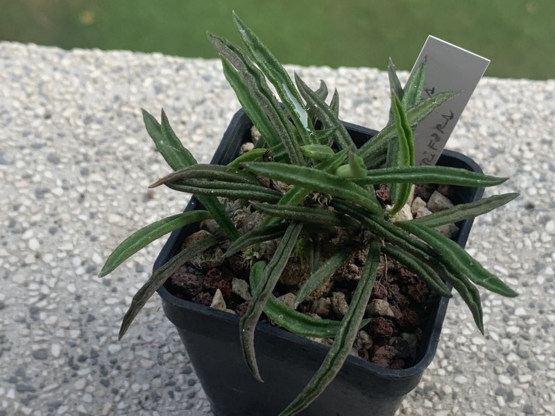 Euphorbia cylindrifolia ssp. tuberifera 