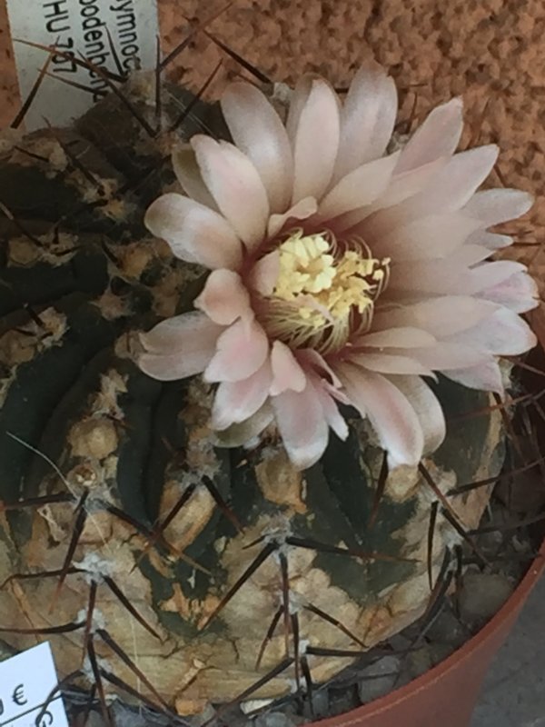 Gymnocalycium bodenbenderianum HU 707