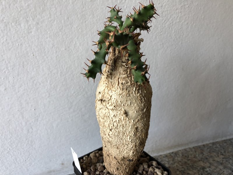 Euphorbia squarrosa 