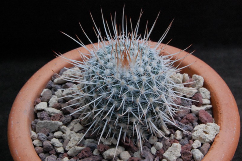 Mammillaria geminispina AfB 620