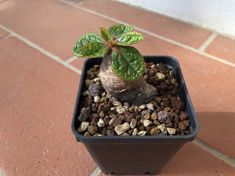 euphorbia ecklonii