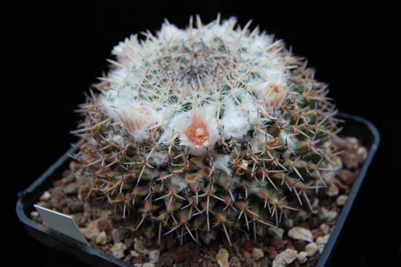 Mammillaria brauneana CSD 140