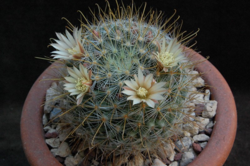 Mammillaria aff. crinita WH 09