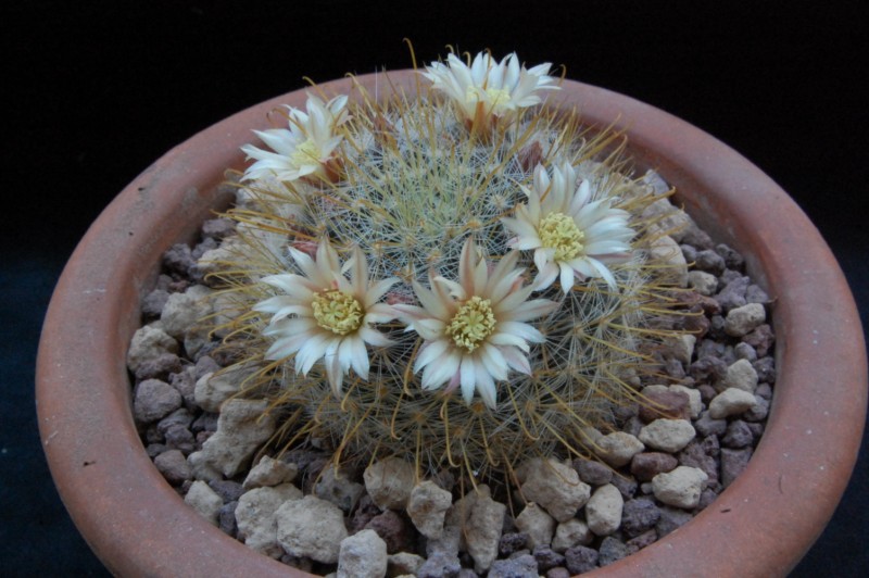 Mammillaria aff. crinita WH 9