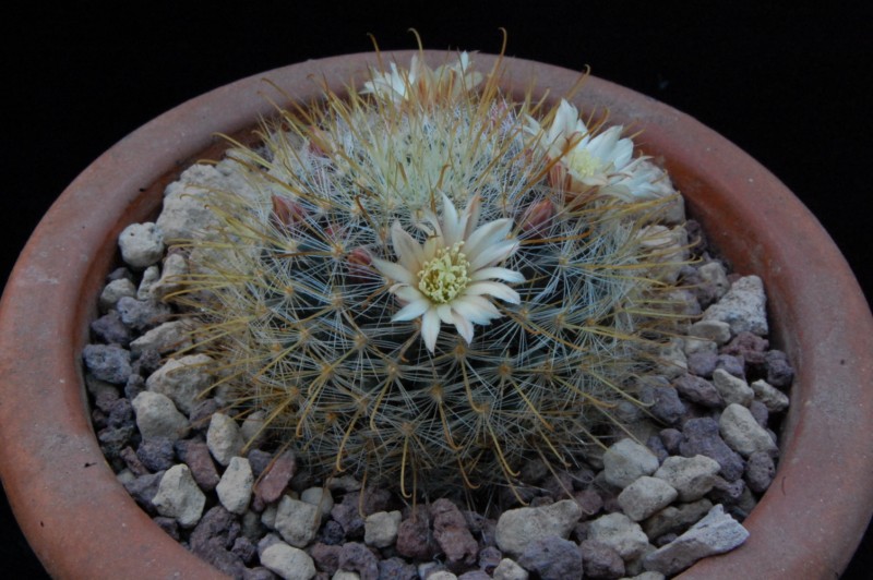 Mammillaria aff. crinita WH 09