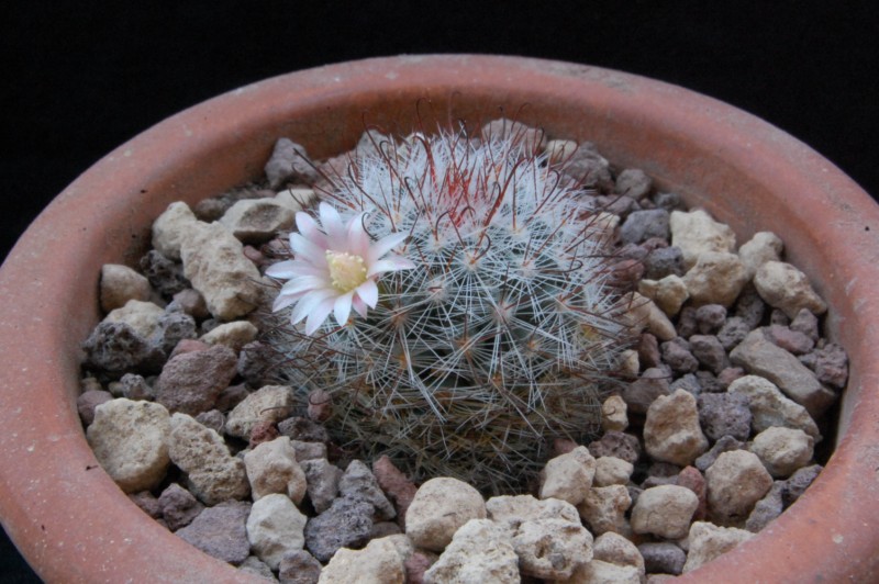 Mammillaria aff. crinita WTH 614