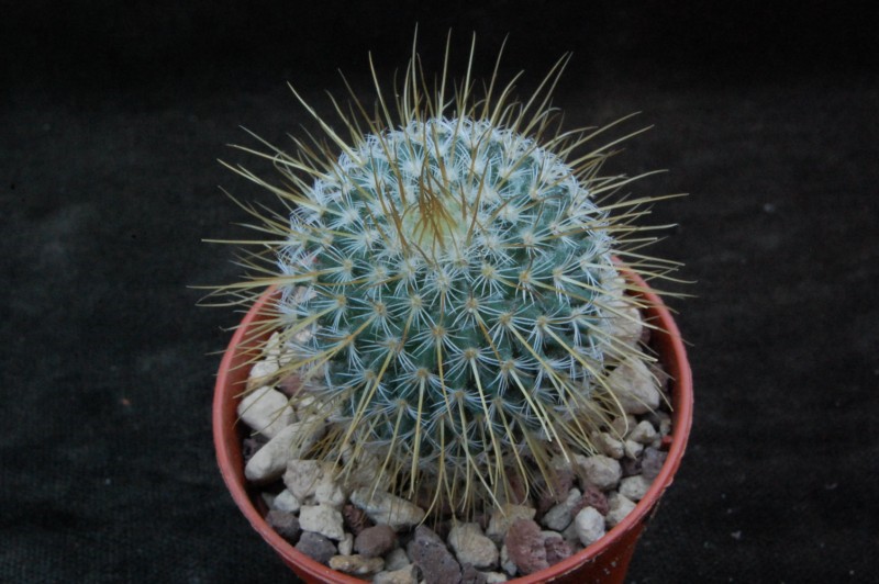 mammillaria aff. dixanthocentron