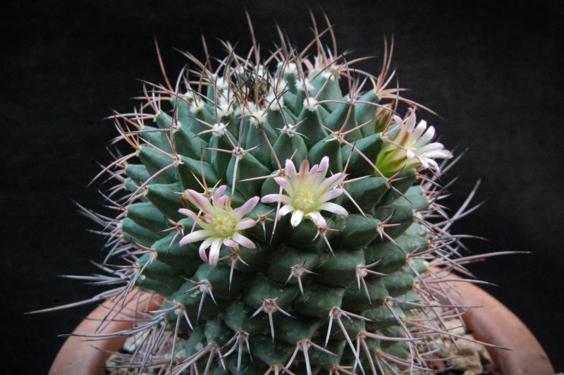 Mammillaria aff. carnea KS 012