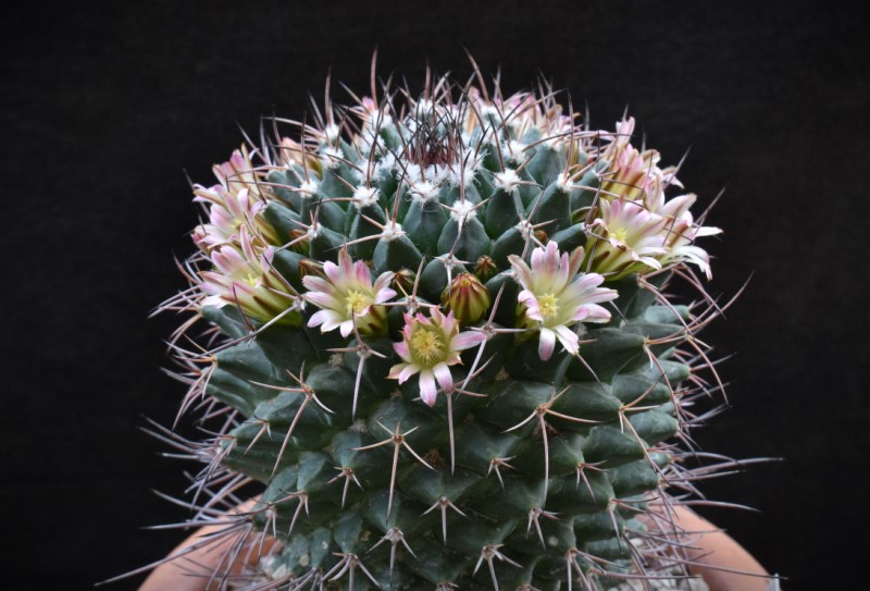 Mammillaria aff. carnea KS 012