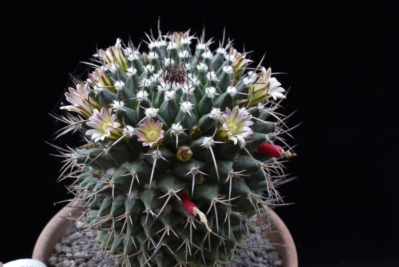 Mammillaria aff. carnea KS 012