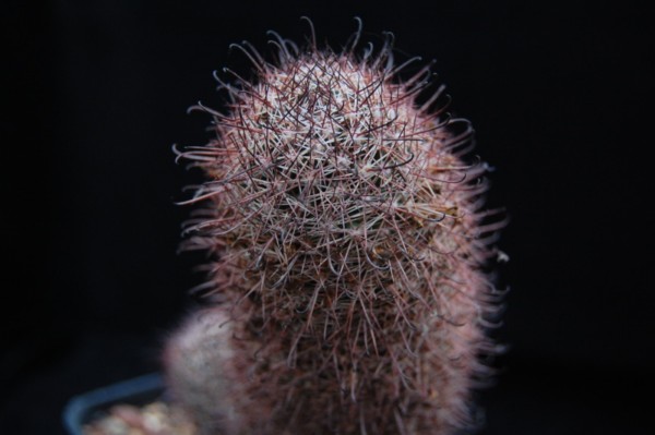 Mammillaria aff. verhaertiana Z 154