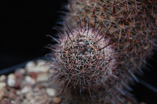 Mammillaria aff. verhaertiana Z 154