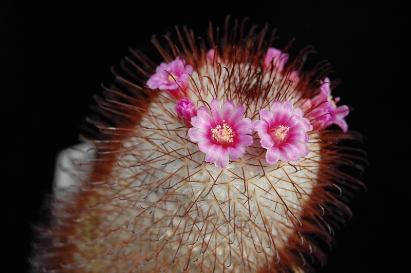 Mammillaria aff. perezdelarosae 