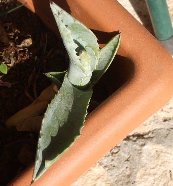 Agave  