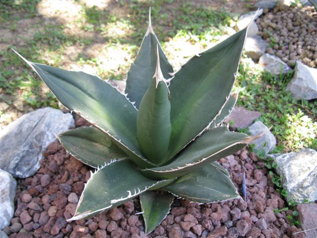 Agave  
