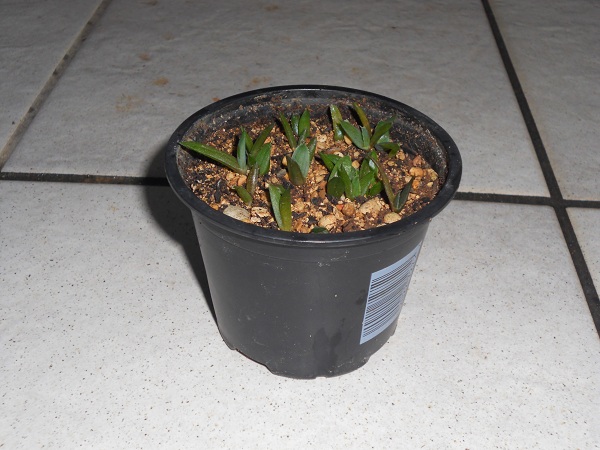 Agave spp.  