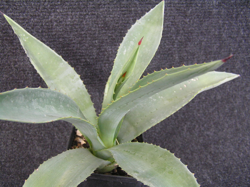 agave americana f. glauca